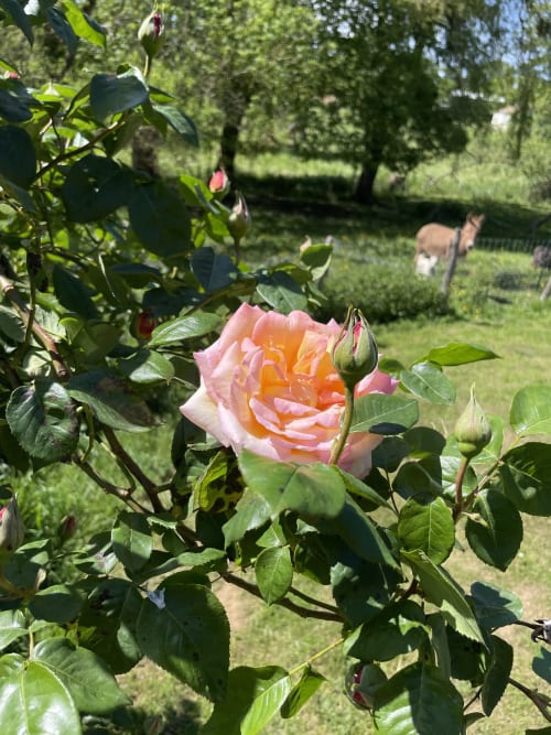 Rose pêche en fleur dans le jardin du Petit Moulin, Pouzauges