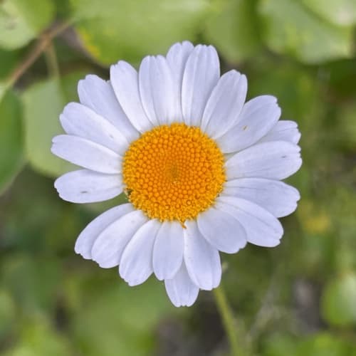White daisy flower with yellow center in garden at Casa Gallinera, Alicante