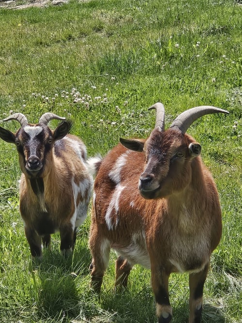 Trois chèvres broutent dans le pâturage verdoyant du gîte Les Muriers, chambre d'hôtes rurale à Bourgvilain, France