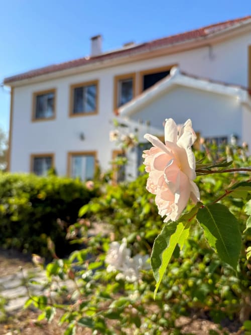 Rosa creme em flor no jardim da Quinta Vale da Paz B&B, Azambuja, Portugal, com edifício branco ao fundo