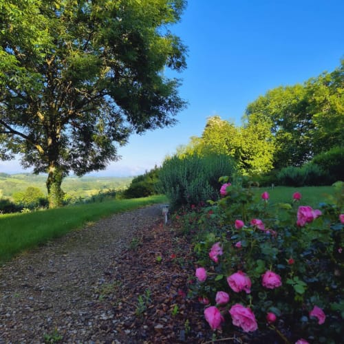 Des roses roses s'épanouissent le long du chemin de gravier du Mas de Rigoulac, Argences-en-Aubrac, avec champs verts et arbres