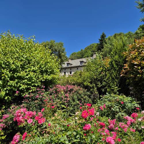 Roses roses en fleurs dans le jardin du gîte Le Mas De Rigoulac, avec maison en pierre et arbres à Argences-en-Aubrac