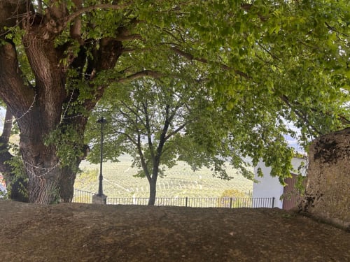 Terraza sombreada con árboles centenarios con vistas a montañas cubiertas de viñedos en Casa de la Aguadora, Iznatoraf