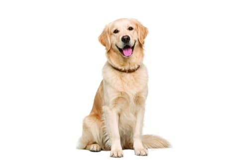 Un Golden Labrador seduto al Condhotel Vienna, un hotel a 3 stelle a Pesaro, Italia