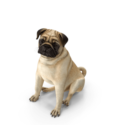 Cane carlino seduto, colorazione beige e nera, che rappresenta CONDHOTEL VIENNA a Pesaro