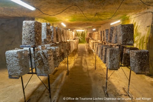 Chambre souterraine de culture de champignons aux Troglos de Beaulieu, gîte troglodyte à Beaulieu-lès-Loches, France