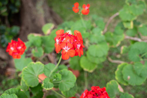 Vivaci fiori rossi di gerani in fiore nel giardino di Villa Chia, hotel House Live Express a Quartu Sant'elena