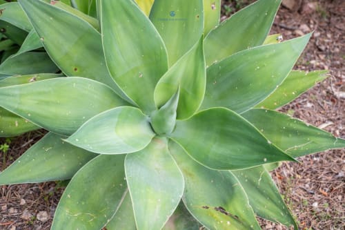 Pianta succulenta verde con foglie carnose nel giardino di Villa Chia, Quartu Sant'Elena