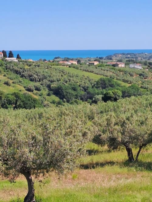 Tuscan countryside with olive groves and traditional houses overlooking the sea, Tales of Abruzzo