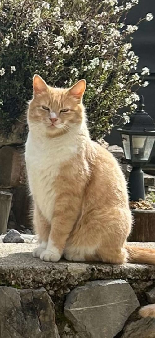Orange and white cat sitting in garden at Hôtel Les Triolets in Châtel with white flowering plants behind