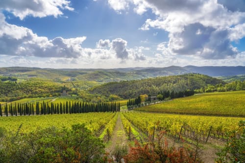 Rolling Tuscan vineyard landscape with cypress trees and hillside villa near Florence