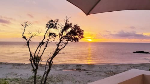 Vue coucher de soleil depuis l'appartement en bord de plage de Marina di Bravone avec arbre noueux et horizon marin