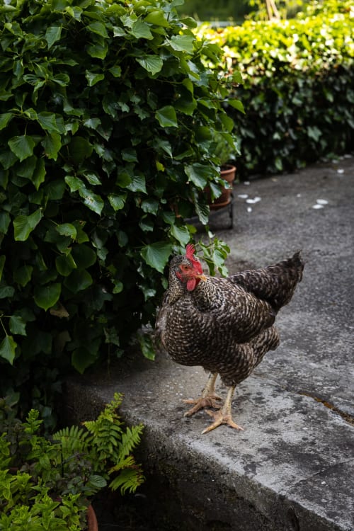 Poule tachetée noire sur un chemin de pierre, entourée de verdure luxuriante à Moulin Moulin, Dannes