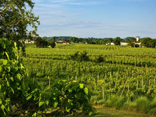 Paysage viticole près du Château Alto Cormeil à Saint-Émilion avec vignes verdoyantes et bâtisses rurales