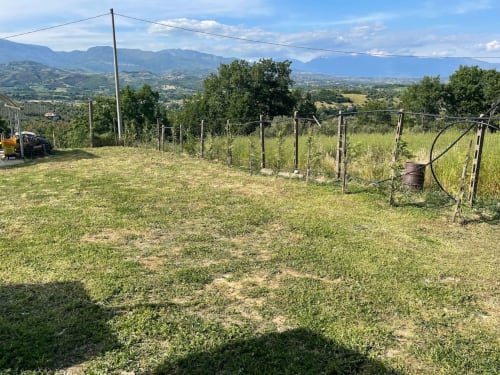 Giovane vigneto nella proprietà di Villa Maria a Roggiano Gravina, Italia con vista sulle montagne