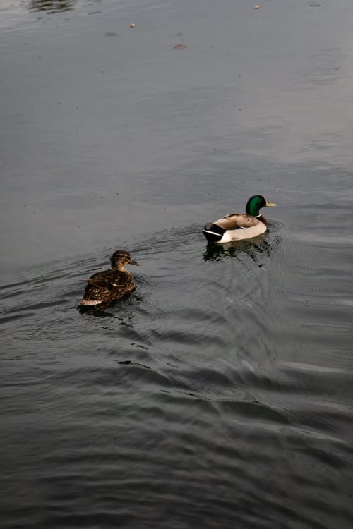 Deux canards nageant dans l'eau près du Moulin Moulin B&B à Dannes, France