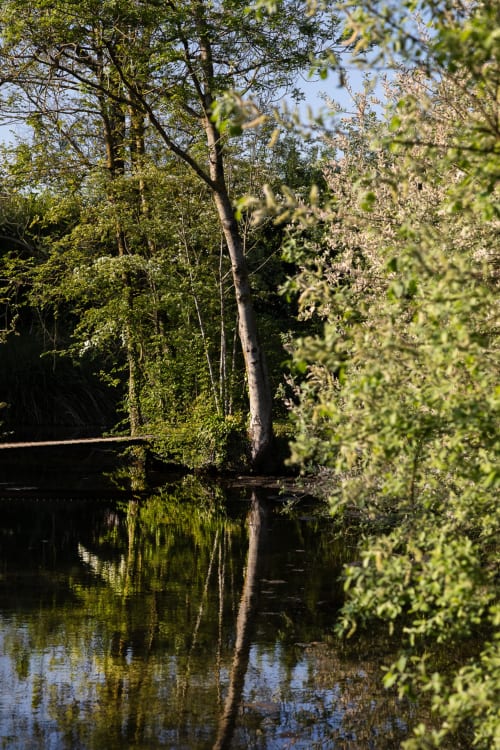 Canal tranquille avec de grands arbres et un feuillage verdoyant se reflétant dans l'eau calme à Moulin Moulin, Dannes