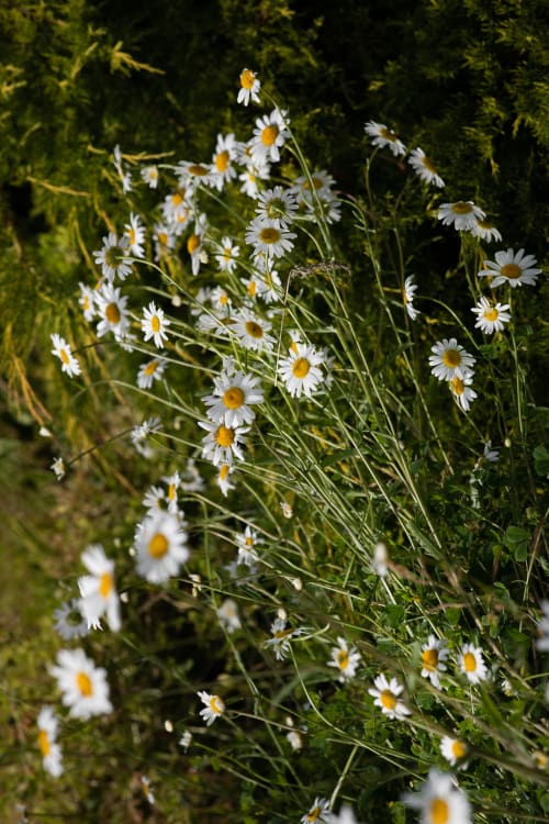 Marguerites blanches et jaunes en fleur au jardin du gîte Moulin Moulin à Dannes, France