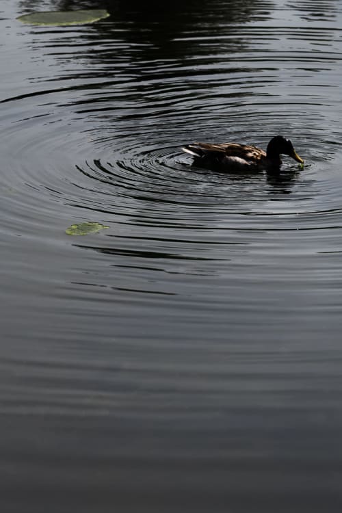 Canard nageant dans l'étang du gîte Moulin Moulin à Dannes, France