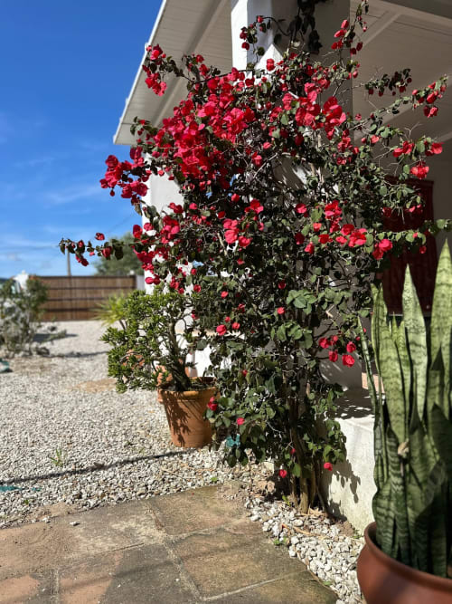 Des roses grimpantes rouge vif cascadent sur le mur blanc de l'hôtel Slowvejer à Vejer de la Frontera, avec des pots en terre cuite et