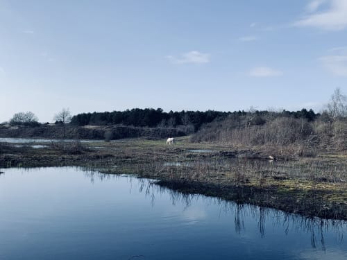 Paysage champêtre paisible près du Moulin Moulin B&B à Dannes, France, avec eau calme et cheval au pâturage
