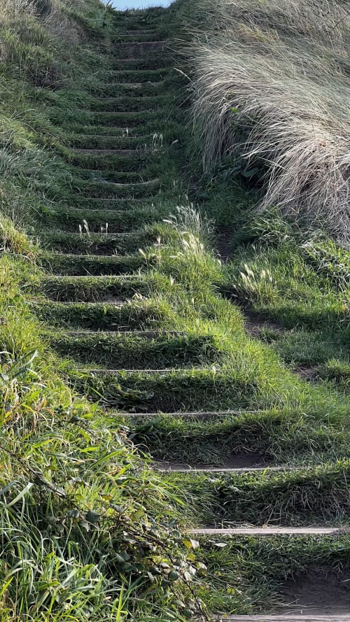 Escaliers en pierre envahis par la végétation au gîte Moulin Moulin à Dannes, France, entourés d'herbes sauvages