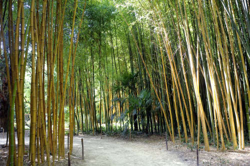 Allée forestière de bambous apaisante au Domaine de Cabrières, gîte à St Jean du Gard, France