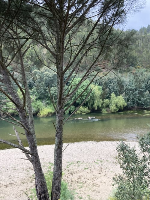 Serene riverside view with tall trees framing sandy beach and green water at Constância Guest House, Portugal