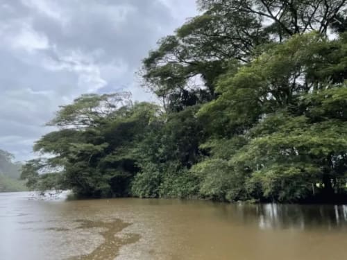 Exuberante vegetación de selva tropical junto a un río lodoso en Costa Rica cerca del Contenedores Boutique Hotel