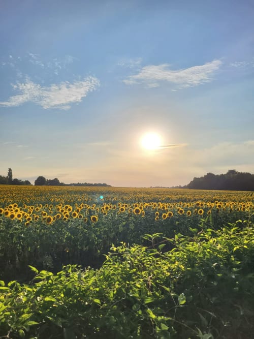 Vast sunflower field at sunset near Domaine Des Forges De La Vache, Raveau, France