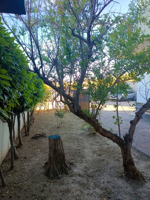 Private garden at Tales of Abruzzo with mature trees and tree stump seating in Atessa, Italy