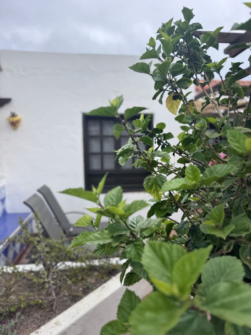 Plantas de jardín con vistas a la terraza del apartamento Kamalahouse en Corralejo, Fuerteventura
