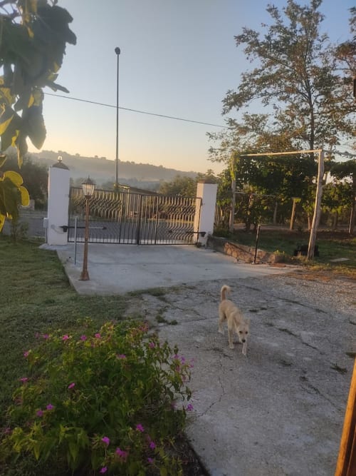 Dog walking on driveway at Villa Maria in Roggiano Gravina with iron gates and purple flowers at sunset