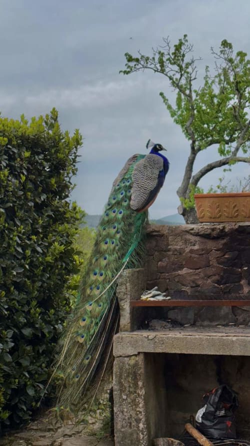 Pauw zittend op stenen muur bij Podere di Maggio, Santa Fiora, met groen gebladerte en bergen op de achtergrond