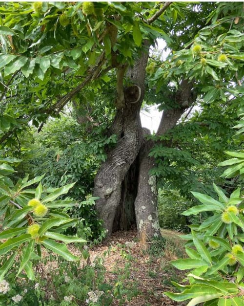 Oude knoestige boom met weelderig groen bladerwerk en gele bloemen bij Podere di Maggio, Santa Fiora, Italië