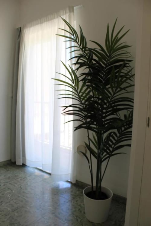 Planta de palma en maceta blanca junto a cortinas translúcidas en habitación del hostal Villa Palmer en Paguera