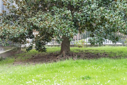 Lussureggiante giardino con magnolia in fiore, prato verde e recinzione in ferro dell'appartamento La Magnolia a Firenze