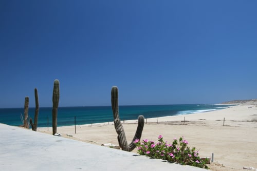 Vista frente al mar de Vidasoul con altos cactus, flores rosas y playa virgen en La Vinorama, México