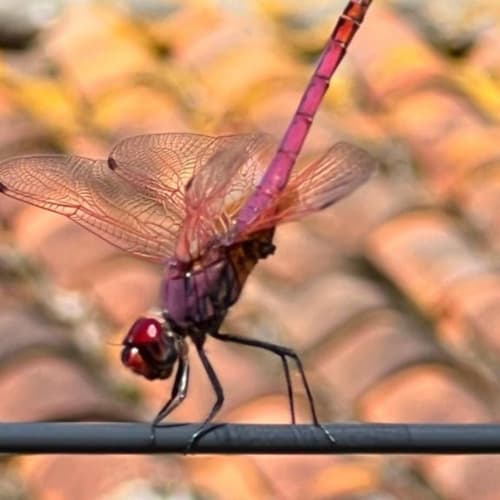 Libellule rose perchée sur un fil noir, Domaine du Faure, Chadurie