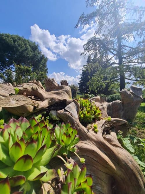 Giardino con sculture in legno rustico e piante grasse presso AgriBio Villa Ribes, Altamura Italia
