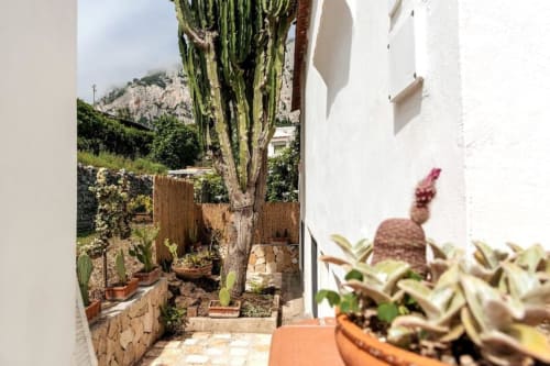 Cortile giardino mediterraneo a La Conciergerie Capri con cactus, cipresso, edificio bianco e viste sulle montagne