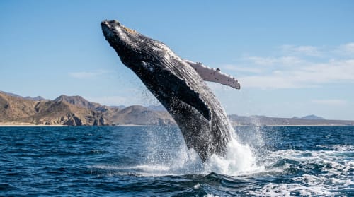 Ballena jorobada emergiendo frente a la costa La Vinorama cerca de Vidasoul BnB en México