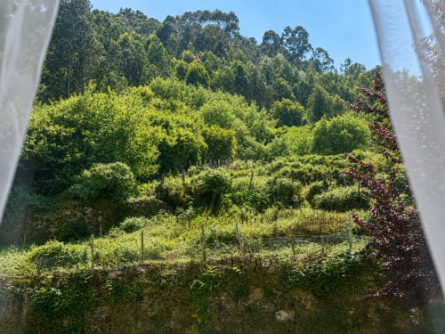 Exuberantes viñedos verdes y colinas boscosas que rodean el apartamento Holibai en Baiona, España