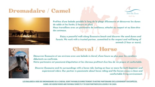 Camel and horse riding tours at Vent Des Dunes, Essaouira beach with sunset and sand dunes