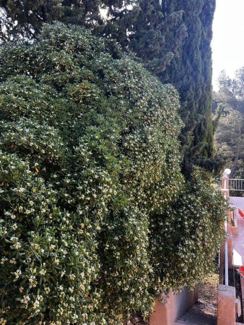 Mur luxuriant recouvert de lierre avec fleurs blanches au Mas Aurel de Provence, Peypin