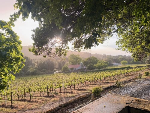 Paisagem de vinhedo na Quinta Do Carril com vinhas exuberantes, casa de pedra e colinas arborizadas em Portugal