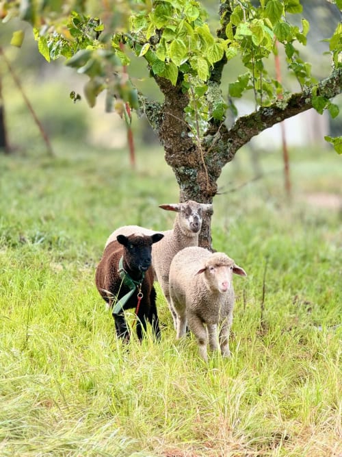 Três cabras a pastar sob uma árvore na propriedade rural Quinta Do Carril em Portugal