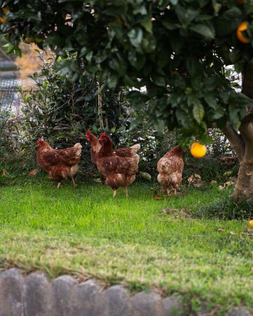 Brown chickens grazing in lush garden at Casa Señorial Sasueta, San Sebastián with citrus trees and green grass