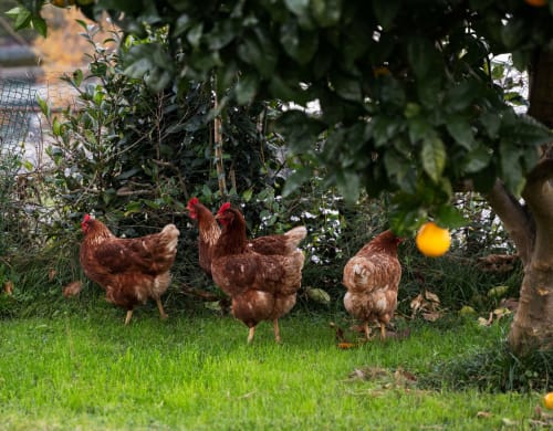 Gallinas camperas en el jardín de Casa Señorial Sasueta, San Sebastián