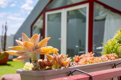 Succulent flowers on terrace at Lisbon Poets Inn hostel with ocean view and modern architecture